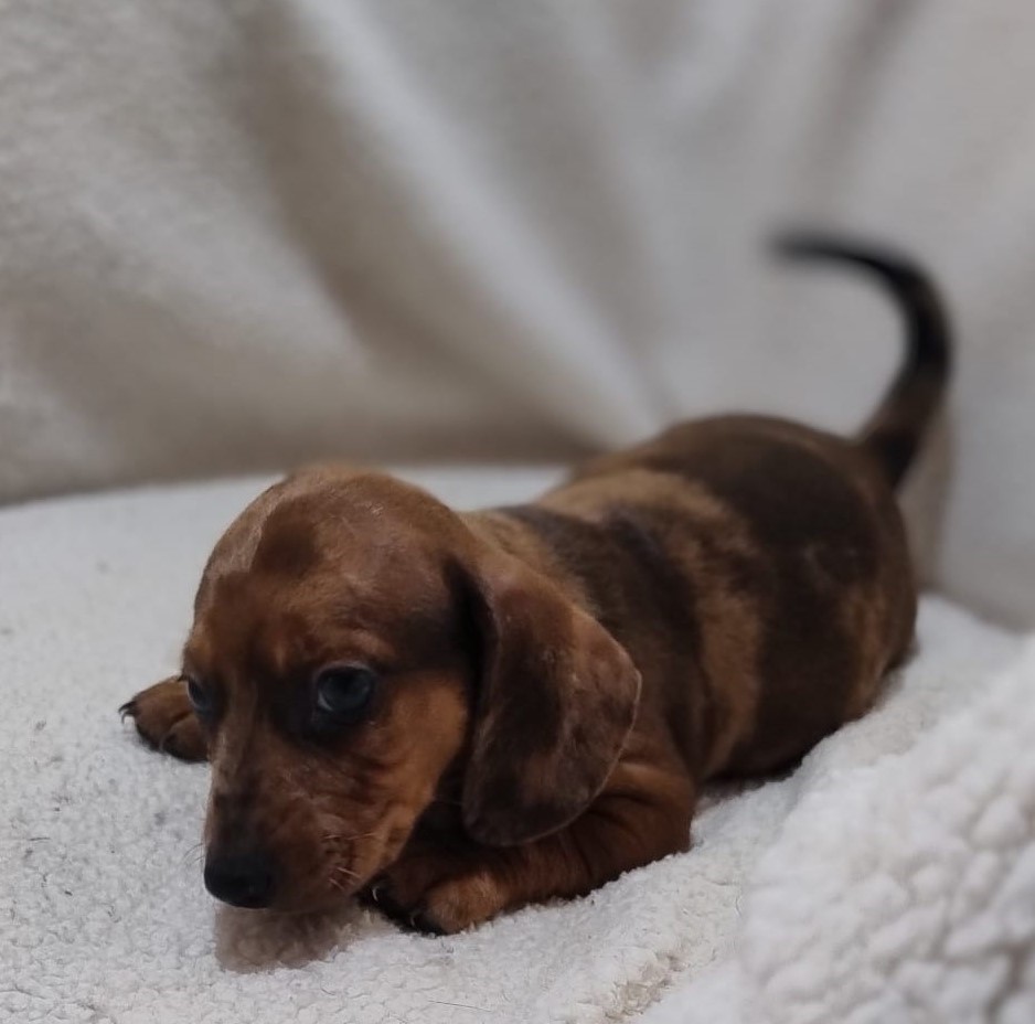 Filhote Dachshund