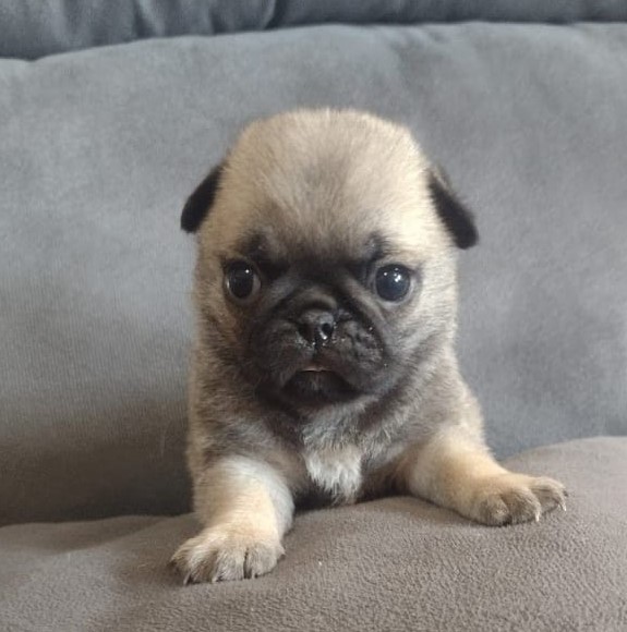 Filhote Pug